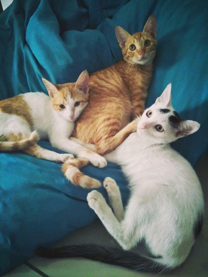 Cat Japanese Only At Uh Huh House Hostel Cebu Exterior foto